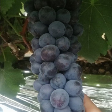 夏黑葡萄大量上市，高中低档货都有