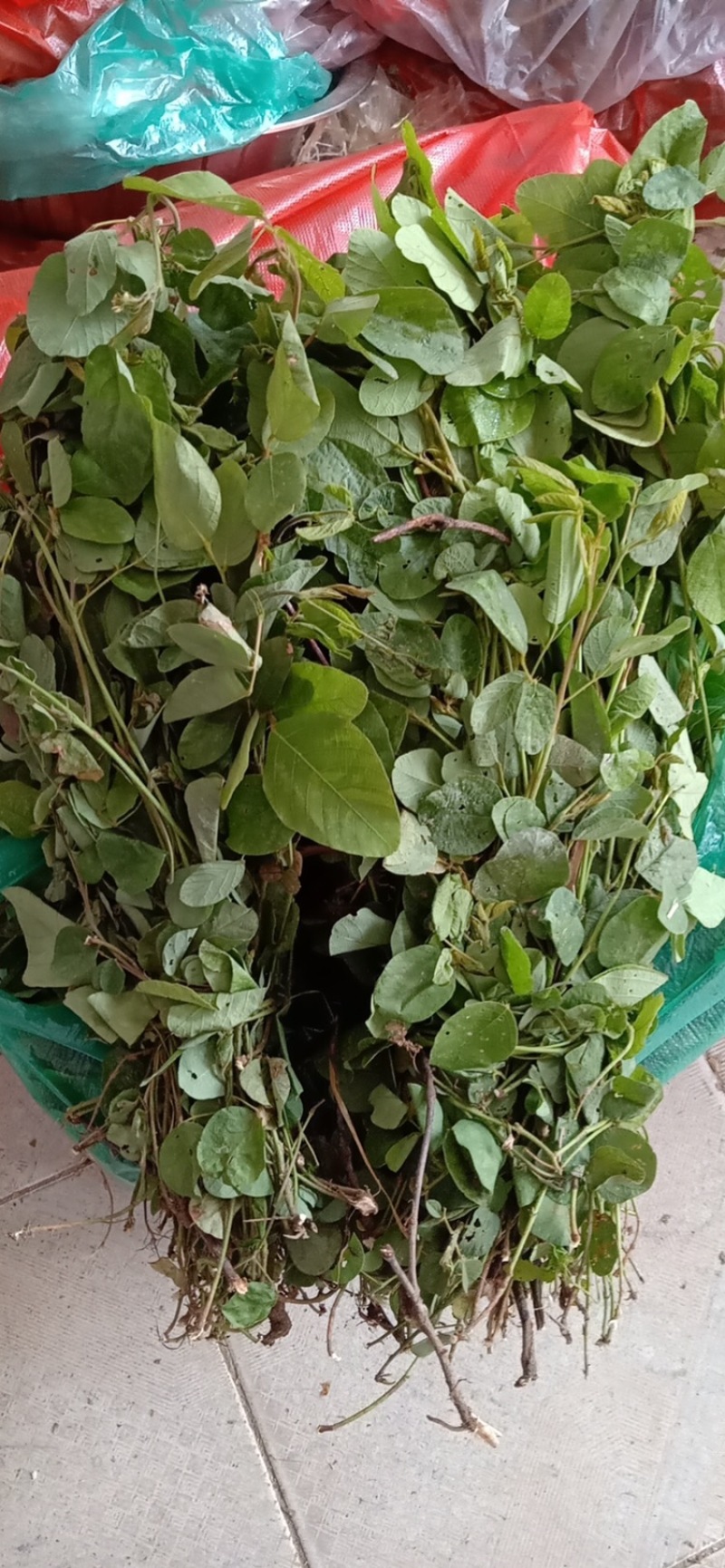狸尾草鲜货，多叶青绿、靓货无杂草