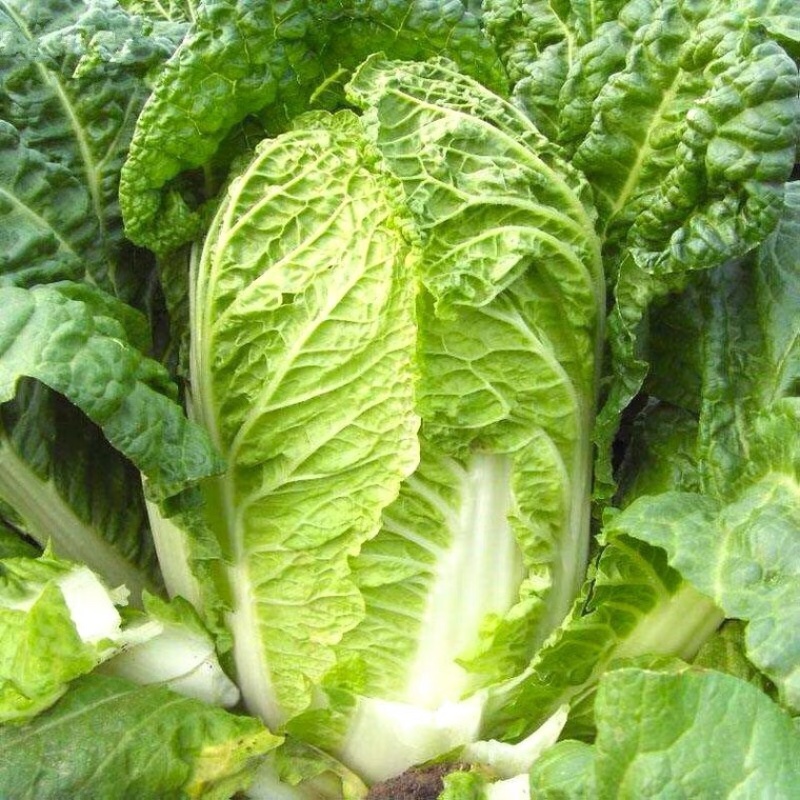 【精选】黄心白菜玲珑黄品质保证代发全国欢迎选购