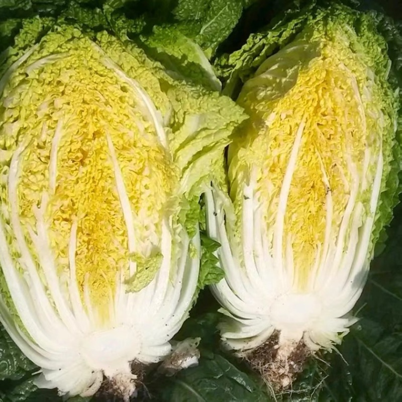 【精选】黄心白菜玲珑黄品质保证代发全国欢迎选购