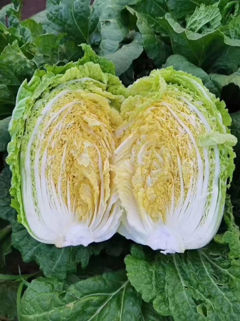 【精选】黄心白菜玲珑黄品质保证代发全国欢迎选购