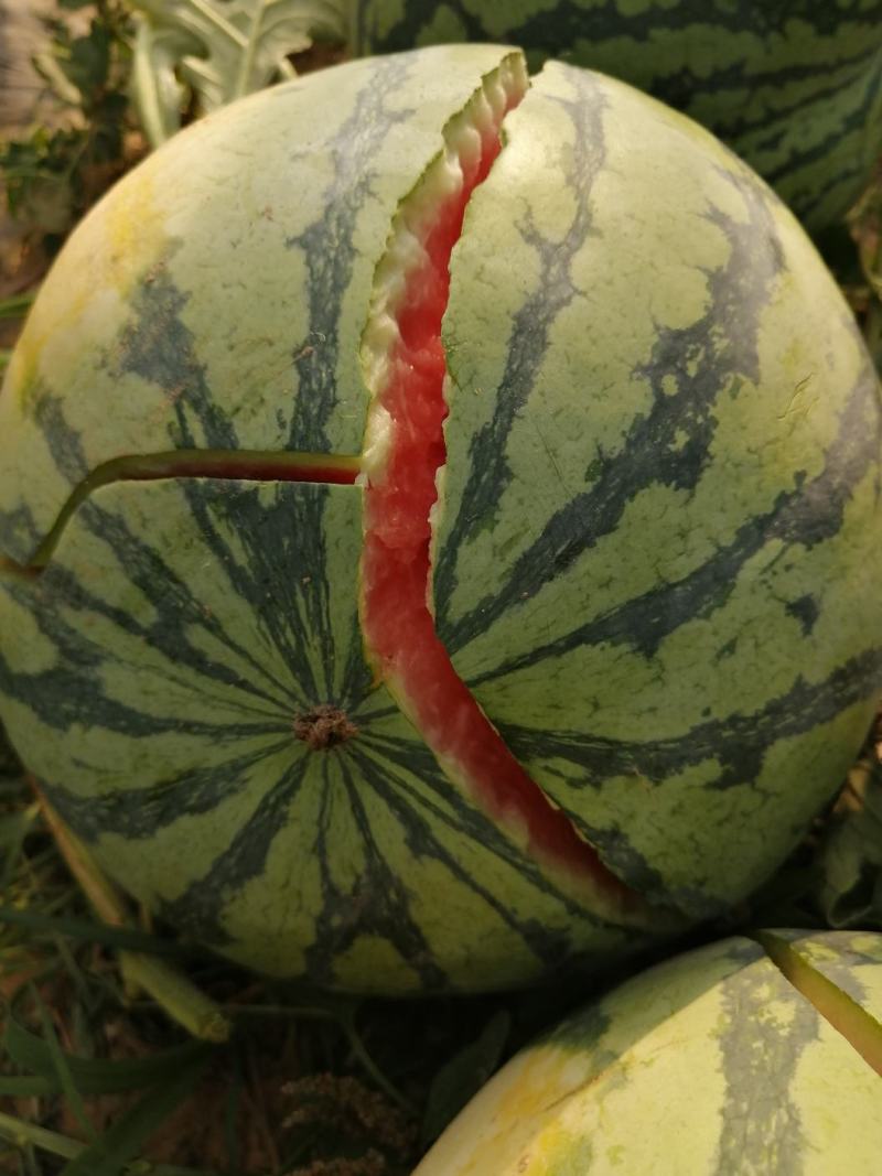 精品美都西瓜产地直发甘甜大红质量保证代发全国