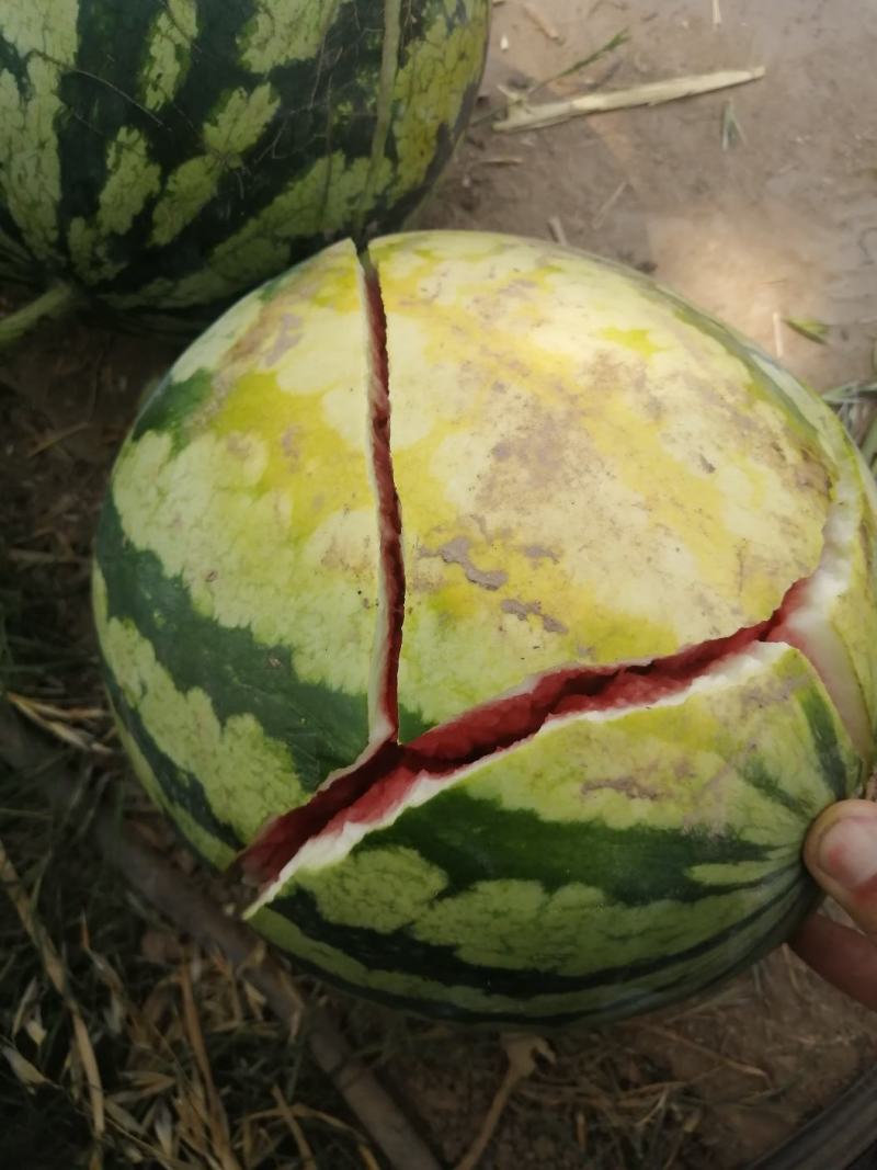 精品美都西瓜产地直发甘甜大红质量保证代发全国
