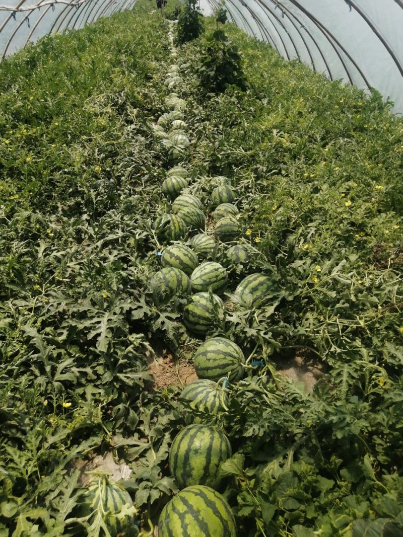 精品美都西瓜产地直发甘甜大红质量保证代发全国