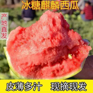 湖南大棚8424麒麟瓜，支持产地看货，视频看货。