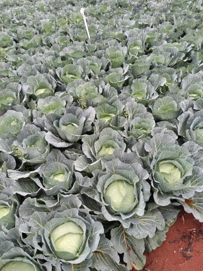 精品大莲花白，保值保量