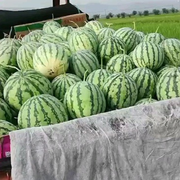 美都8424直生苗