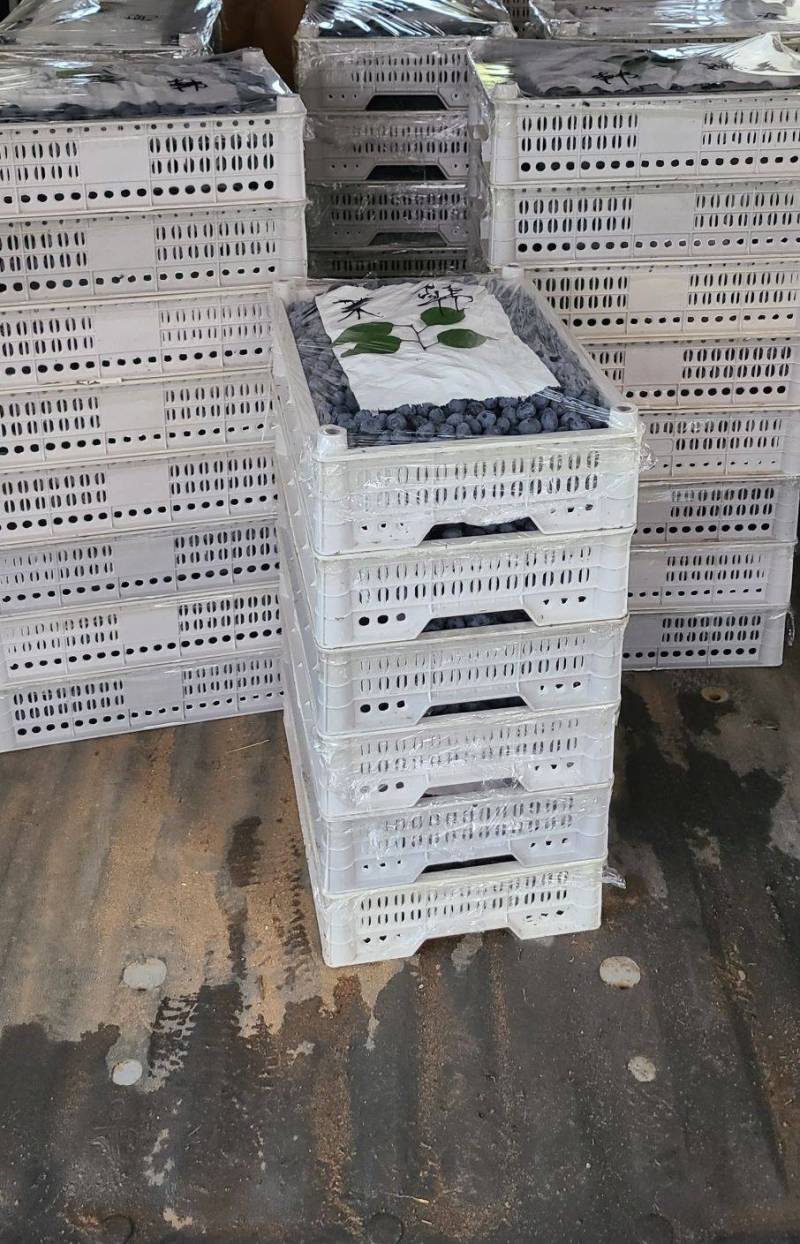 山东蓝莓专业对接电商团购，产地直发，价格品质全面到位