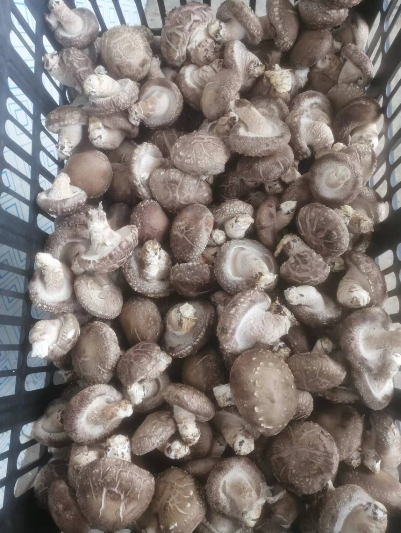 鲜香菇精品注水菇