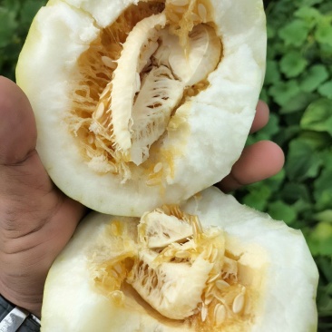 金妃香瓜，甜瓜吉林省洮南，品种多样，按客户要求分拣，