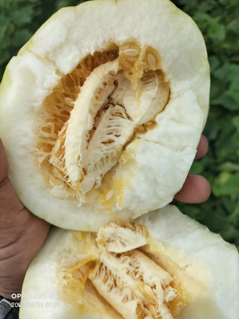 金妃香瓜，甜瓜吉林省洮南，品种多样，按客户要求分拣，