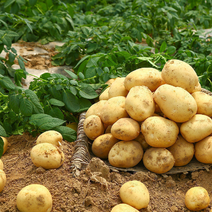 V7土豆土豆品质保证代发全国欢迎客商来电咨询