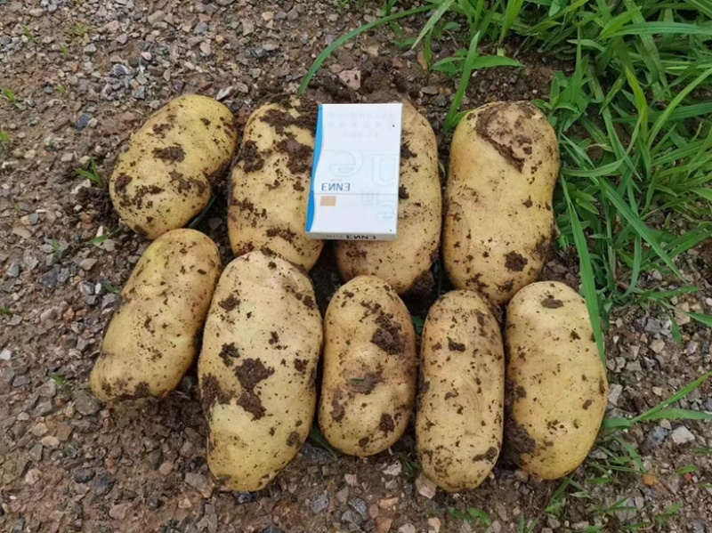 【精品】湖北土豆黄心土豆保质保量大量有货