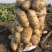 【精品】湖北土豆黄心土豆保质保量大量有货