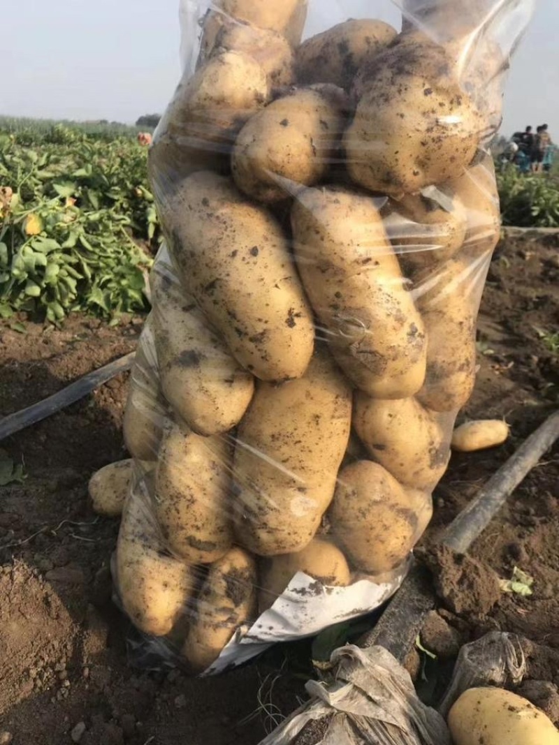 【精品】湖北土豆黄心土豆保质保量大量有货