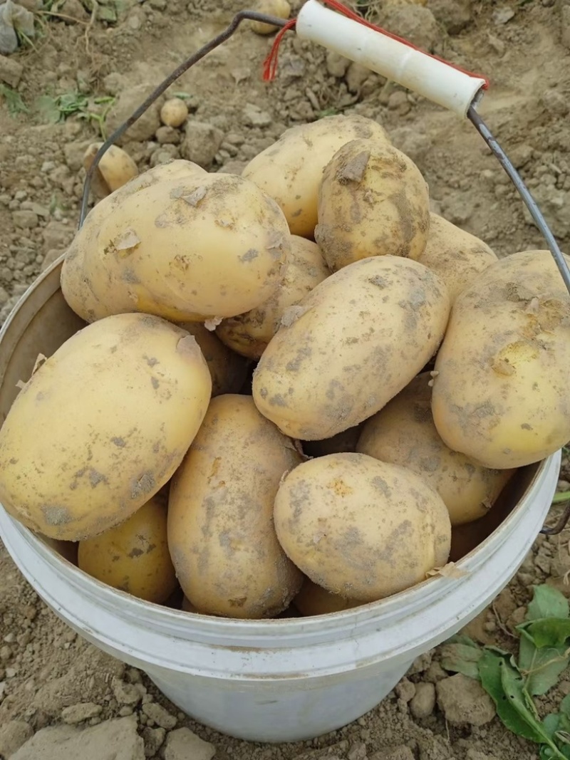 【精品】湖北土豆黄心土豆保质保量大量有货