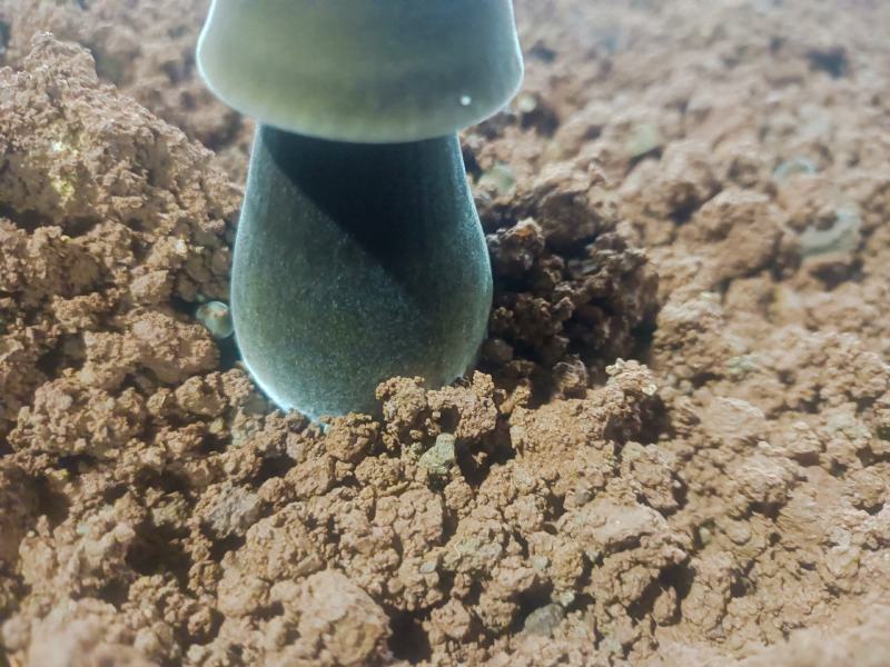 常年供应新鲜黑皮鸡枞