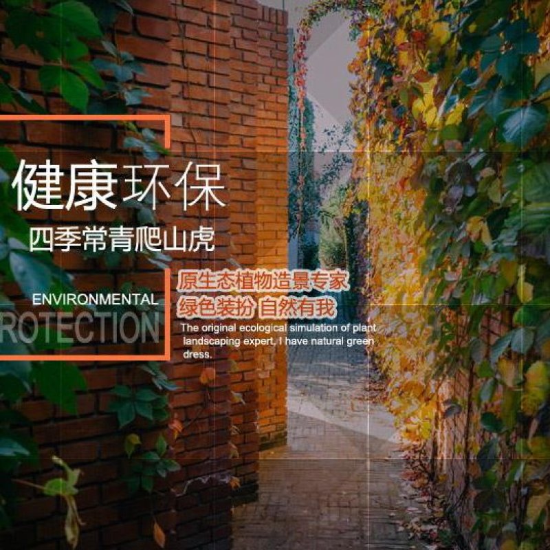 四季常青爬山虎种子室内爬藤植物种子庭院攀援花卉种子爬墙虎
