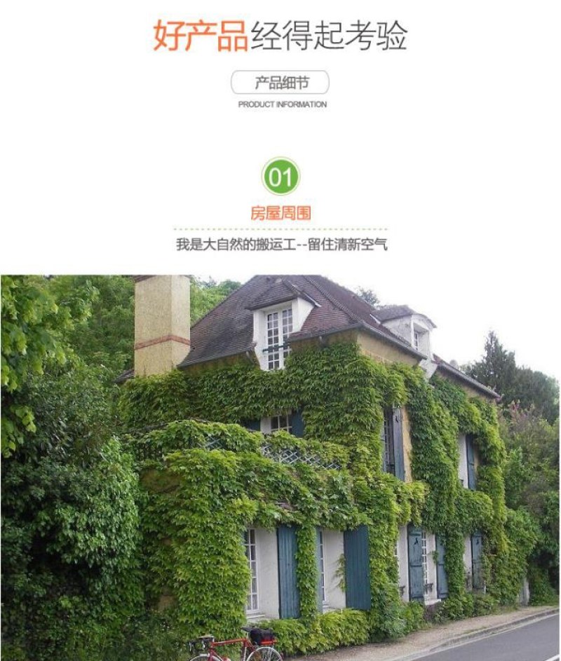 四季常青爬山虎种子室内爬藤植物种子庭院攀援花卉种子爬墙虎
