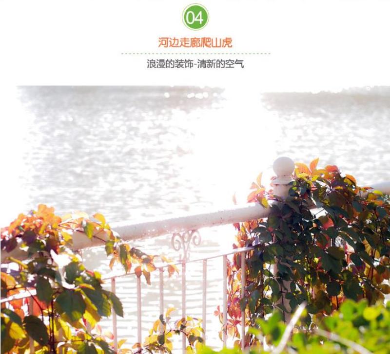 四季常青爬山虎种子室内爬藤植物种子庭院攀援花卉种子爬墙虎