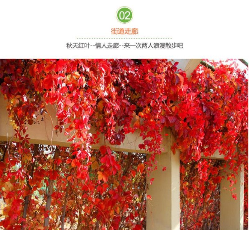 四季常青爬山虎种子室内爬藤植物种子庭院攀援花卉种子爬墙虎