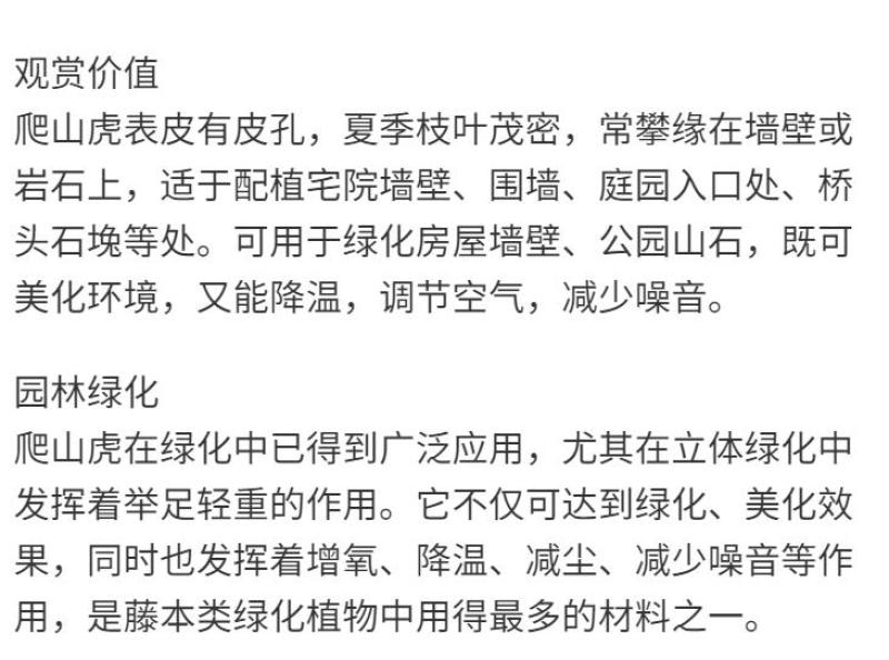 四季常青爬山虎种子室内爬藤植物种子庭院攀援花卉种子爬墙虎