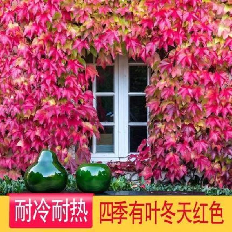 四季常青爬山虎种子室内爬藤植物种子庭院攀援花卉种子爬墙虎