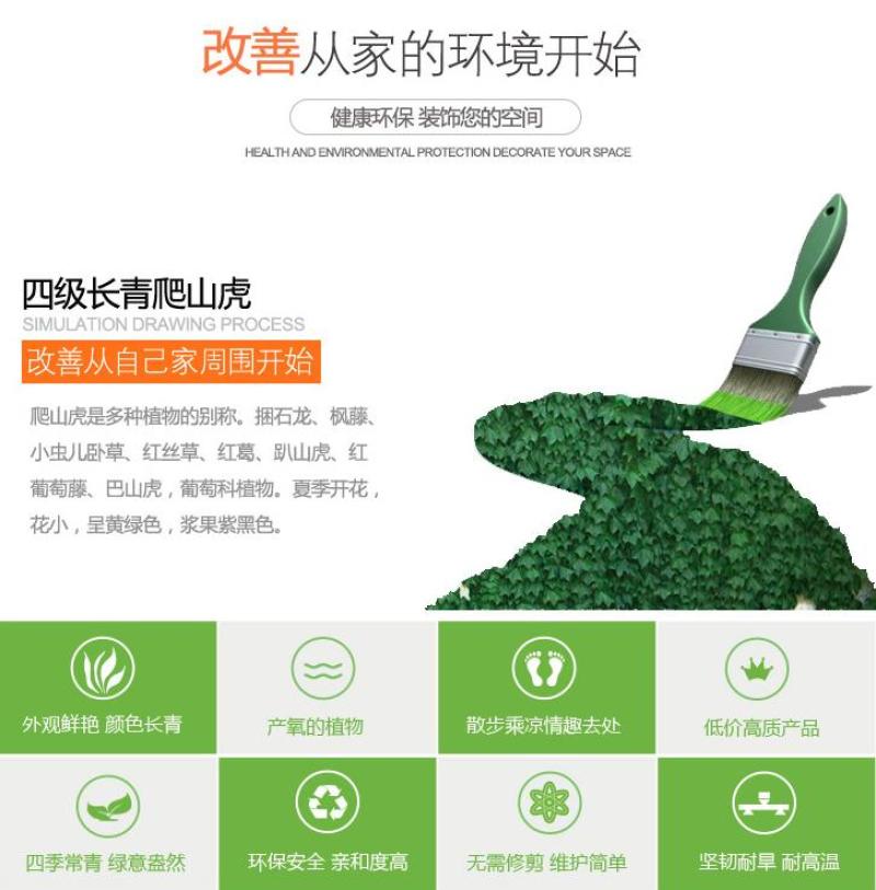四季常青爬山虎种子室内爬藤植物种子庭院攀援花卉种子爬墙虎