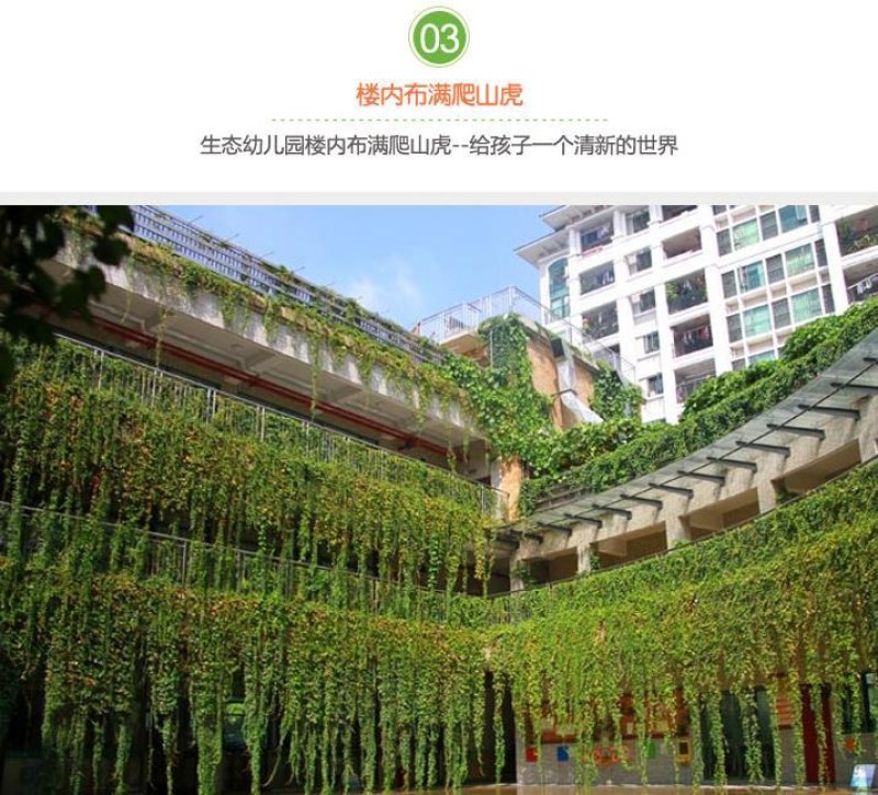 四季常青爬山虎种子室内爬藤植物种子庭院攀援花卉种子爬墙虎