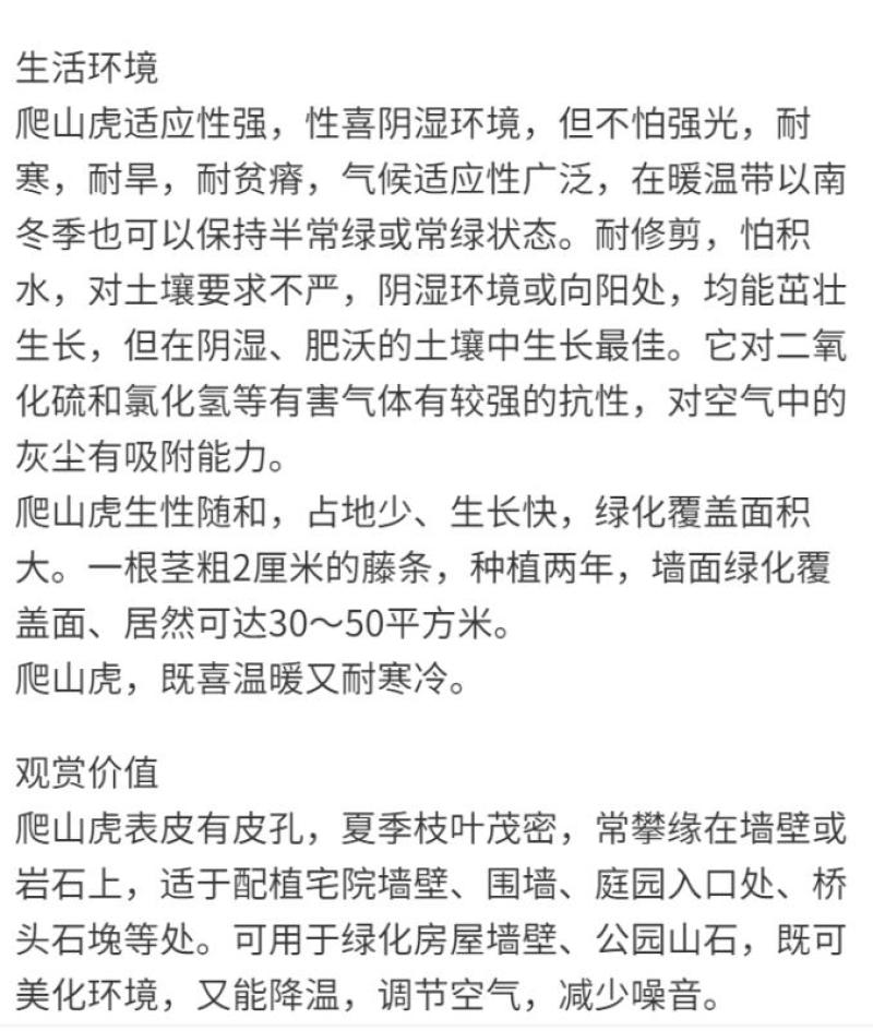 四季常青爬山虎种子室内爬藤植物种子庭院攀援花卉种子爬墙虎