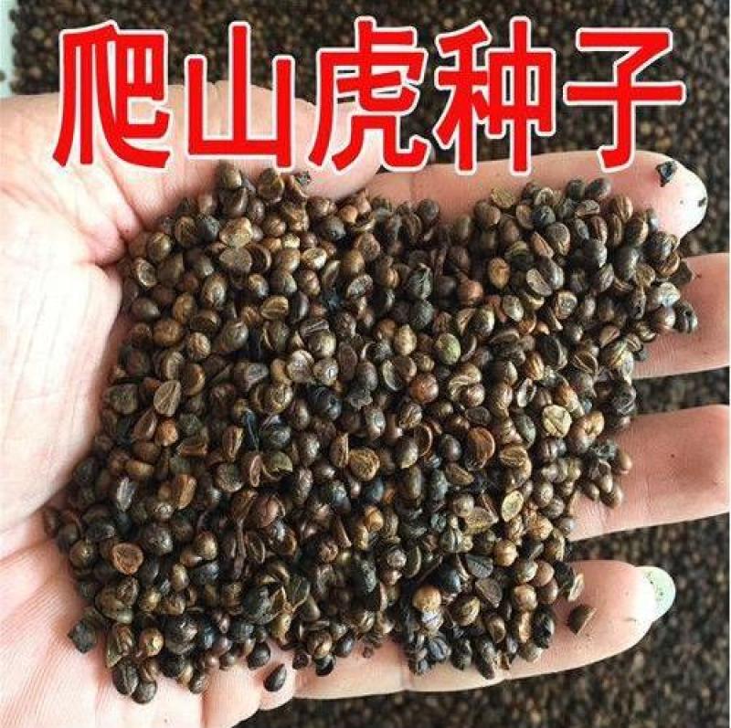 四季常青爬山虎种子室内爬藤植物种子庭院攀援花卉种子爬墙虎