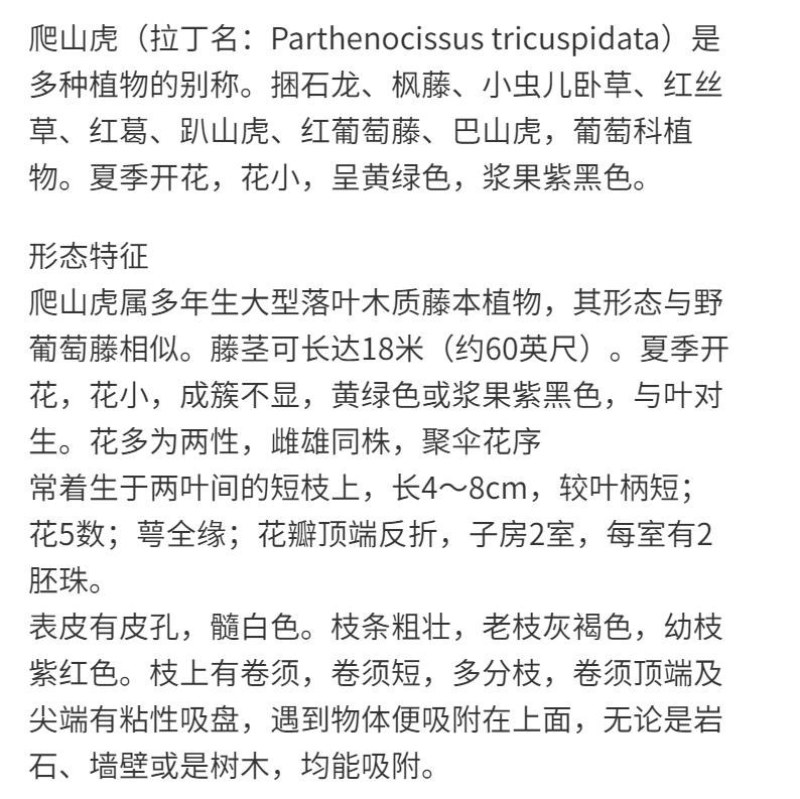 四季常青爬山虎种子室内爬藤植物种子庭院攀援花卉种子爬墙虎