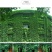 四季常青爬山虎种子室内爬藤植物种子庭院攀援花卉种子爬墙虎