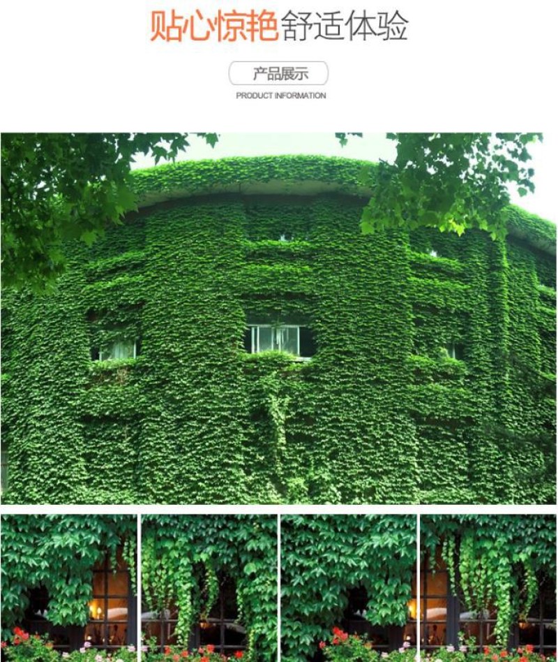 四季常青爬山虎种子室内爬藤植物种子庭院攀援花卉种子爬墙虎