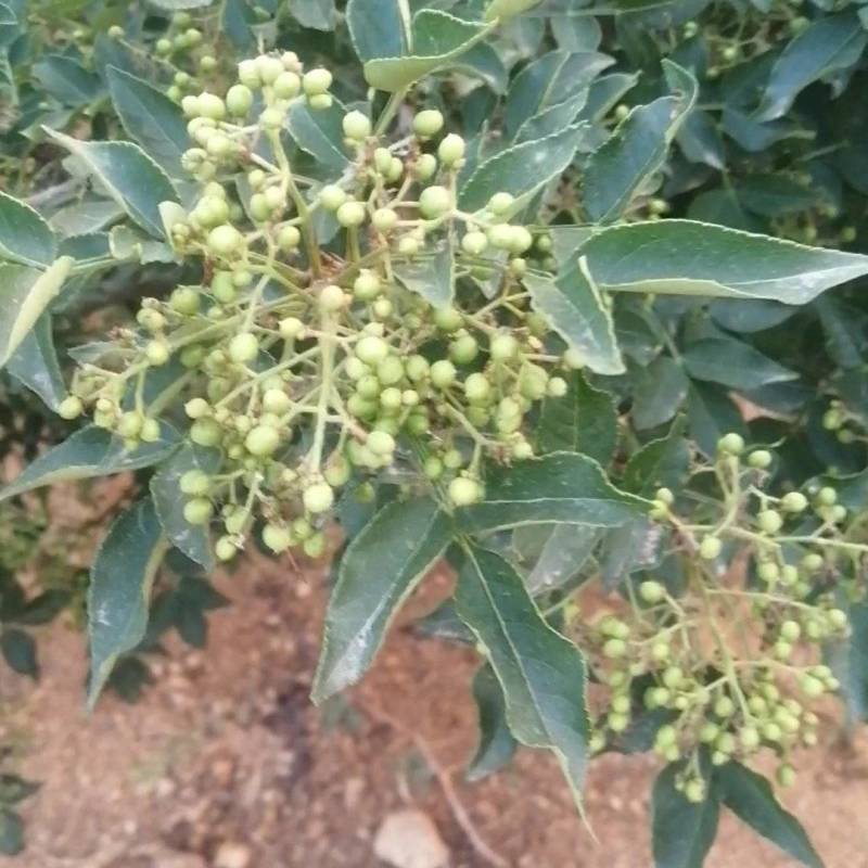 鲜（嫩）花椒