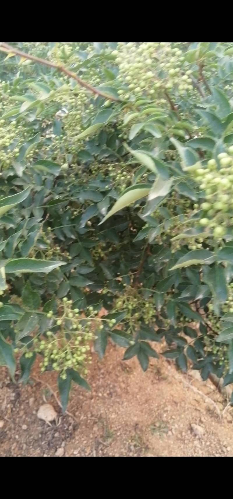 鲜（嫩）花椒