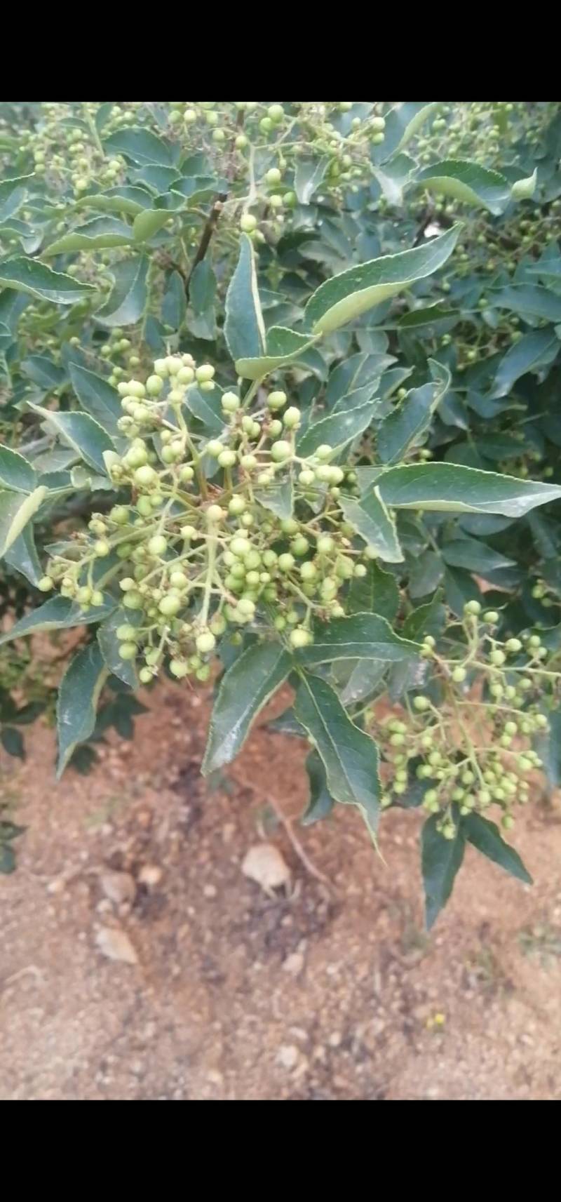 鲜（嫩）花椒