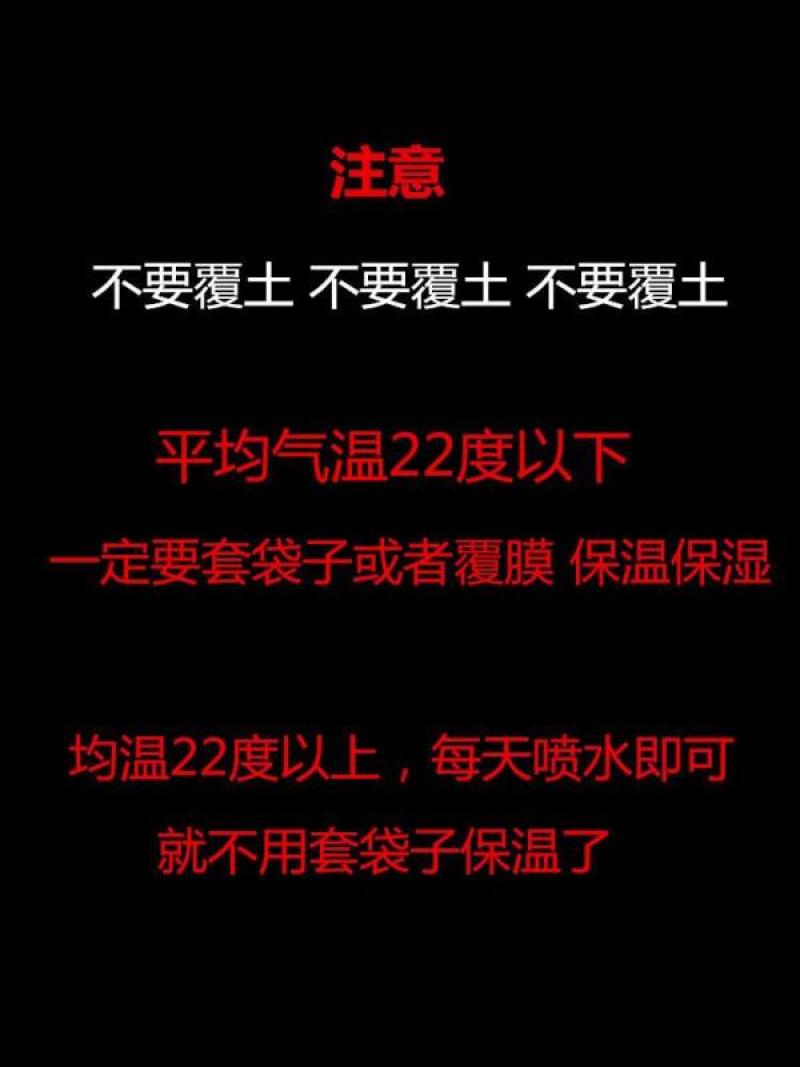 太阳花花种孑四季开花播种重瓣花籽开花易种阳台植物盆栽种子