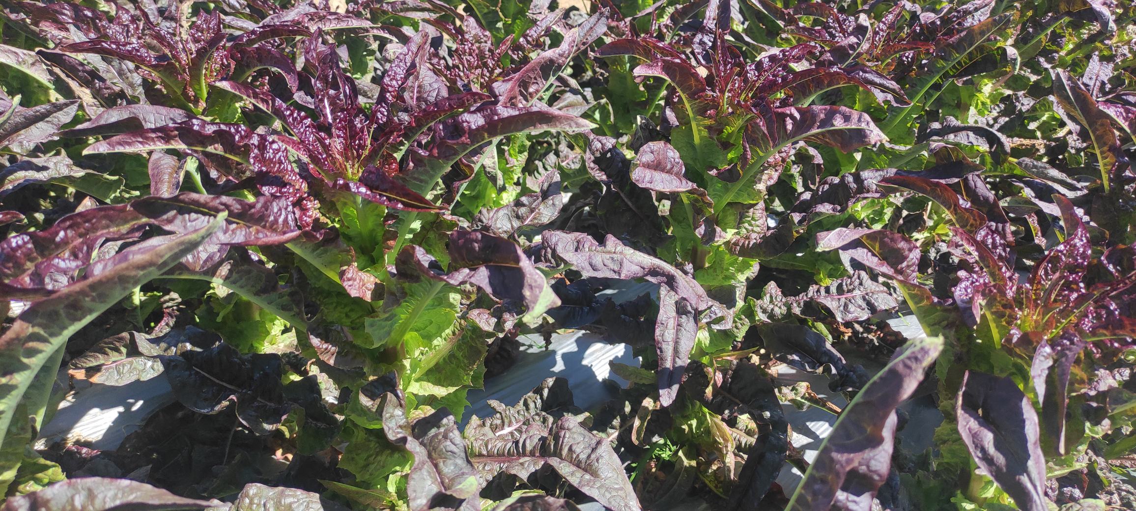 红菜苔采收现场