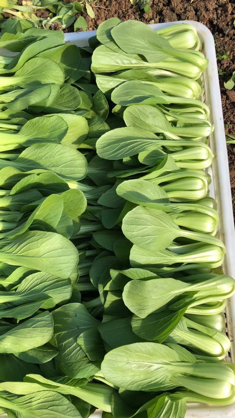 长期供应精品油菜、上海青，小白菜，产地货源充足，质量保证