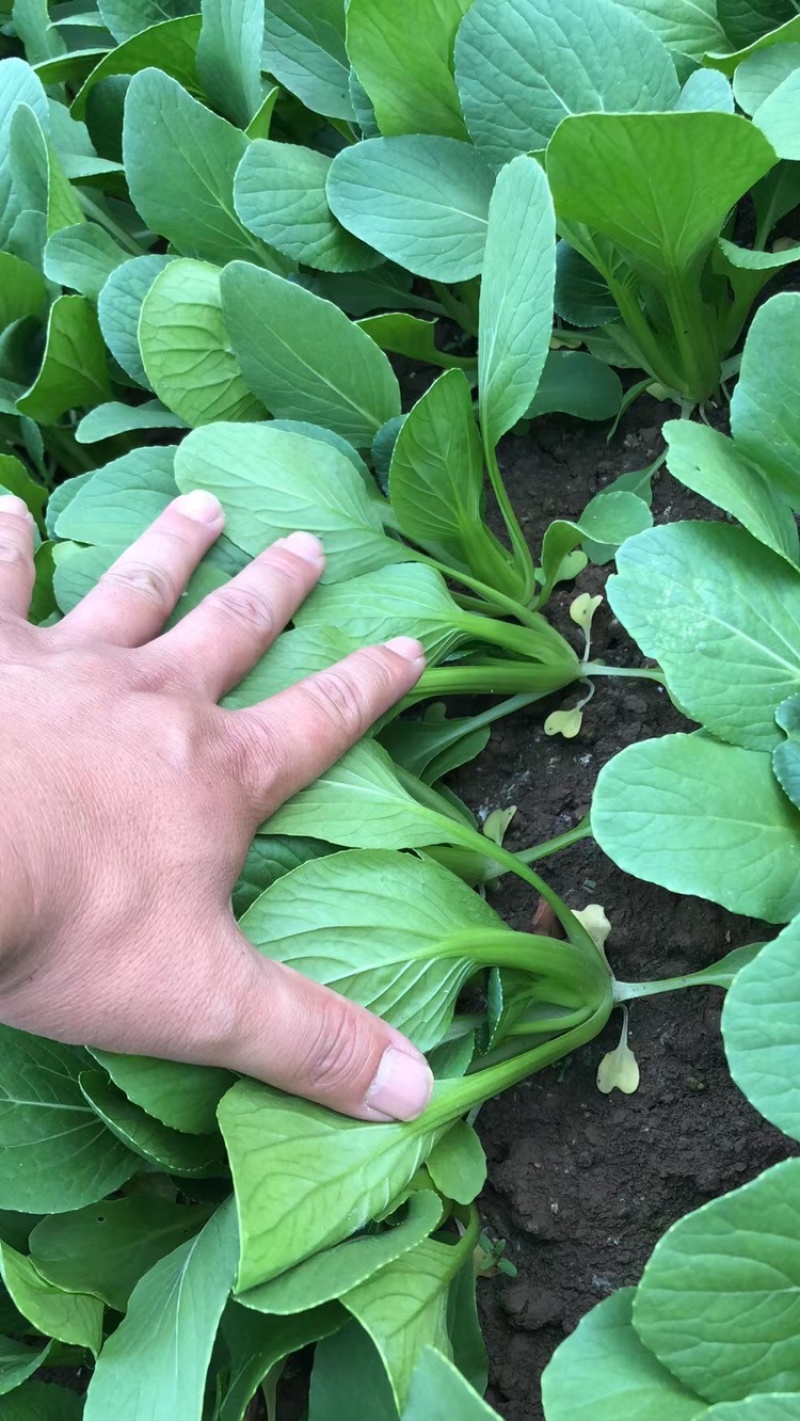 长期供应精品油菜、上海青，小白菜，产地货源充足，质量保证