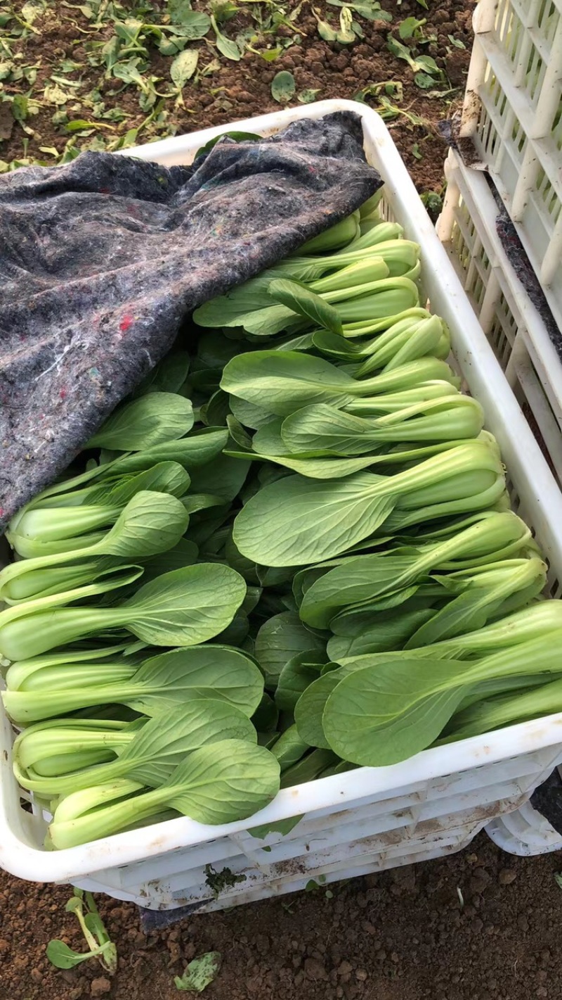 长期供应精品油菜、上海青，小白菜，产地货源充足，质量保证