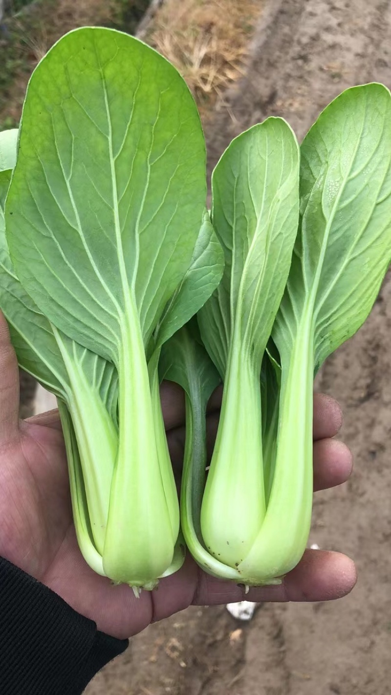 长期供应精品油菜、上海青，小白菜，产地货源充足，质量保证