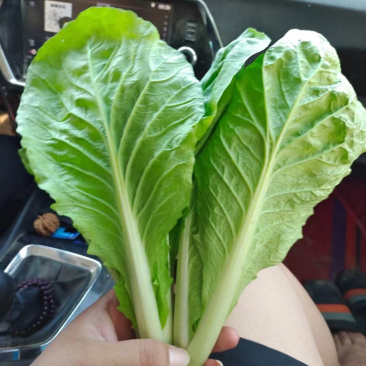 精品小白菜长期供应，产地货量充足品质保证