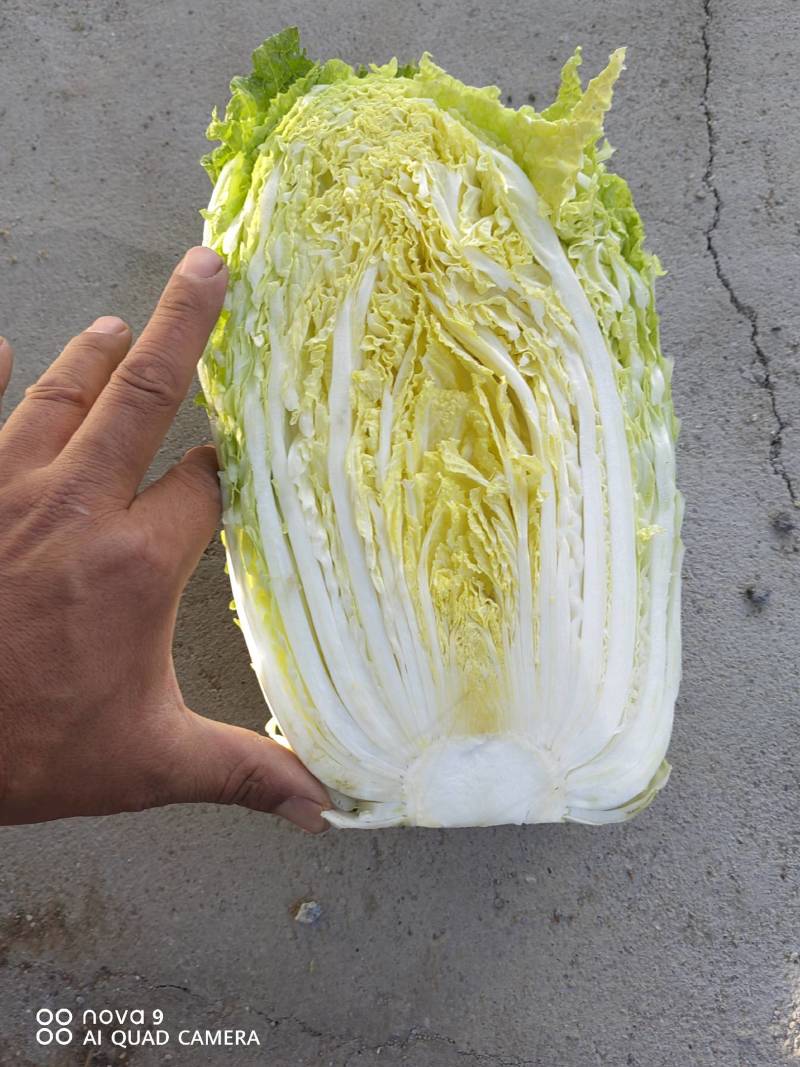 白菜大白菜精品货源产地一手货价格便宜欢迎采购