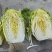 白菜大白菜精品货源产地一手货价格便宜欢迎采购
