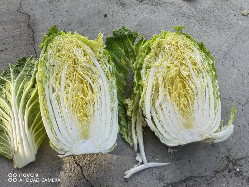 白菜大白菜精品货源产地一手货价格便宜欢迎采购
