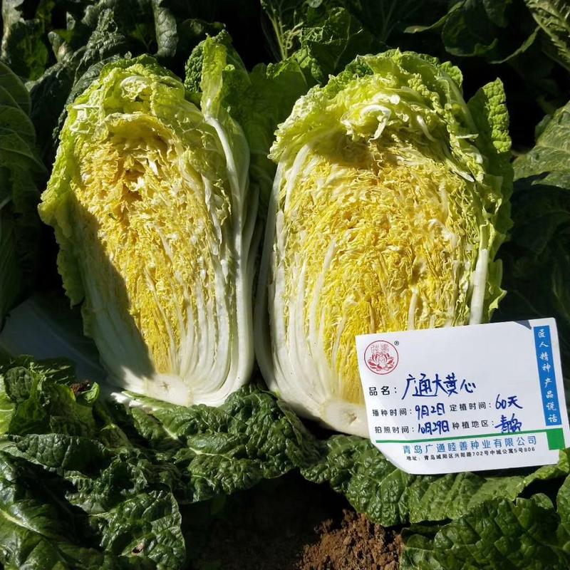 豫艺夏绿55白菜种子早熟抗病大果囗感好产量高
