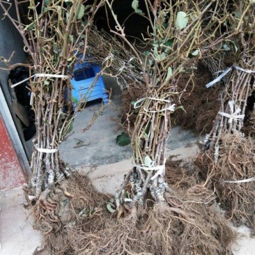 徐香翠香嫁接苗0.6以上的，易成活可考察价格实惠