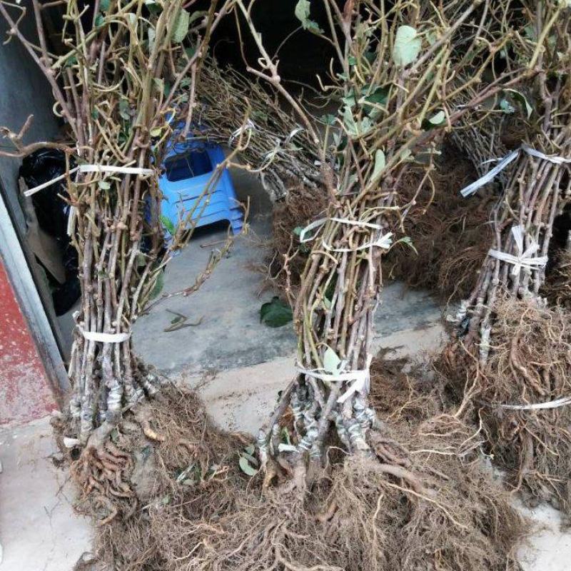 徐香翠香嫁接苗0.6以上的，易成活可考察价格实惠